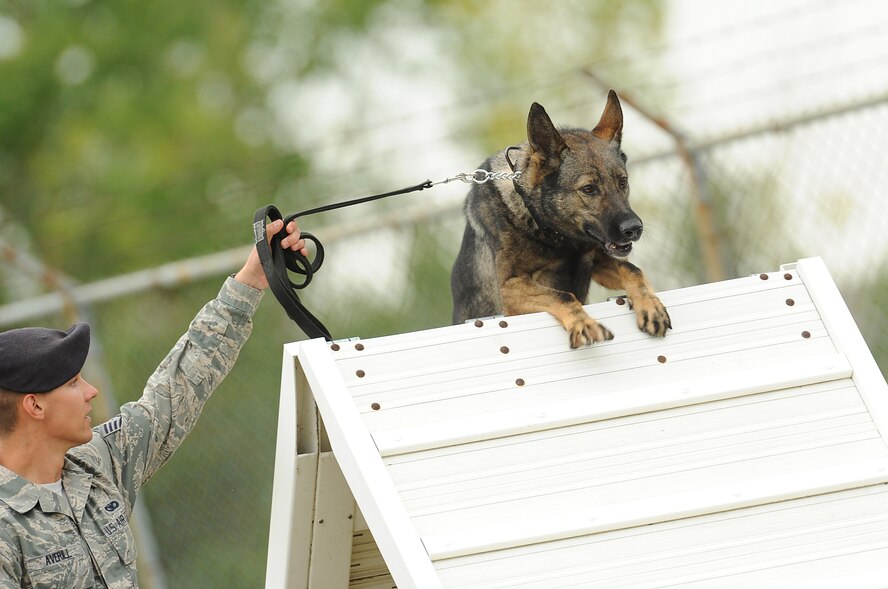 Staff Sgt. Christopher Averill, 5th Security Forces Squadron military working dog handler, leads his 5-year-old German Sheppard Kety over an A-frame obstacle the 2013 North Dakota Peace Officer Association K-9 Police Trials at Minot Air Force Base, N.D., Aug. 14, 2013. In addition to competing against others from their squadron, Averill and Kety competed against handlers from state and local law enforcement agencies as well as security forces handlers assigned to Grand Forks Air Force Base, N.D. The course tested teamwork between handlers and K-9s in addition to serving as a chance for them to exchange advice and techniques. (U.S. Air Force photo/Airman 1st Class Stephanie Sauberan)