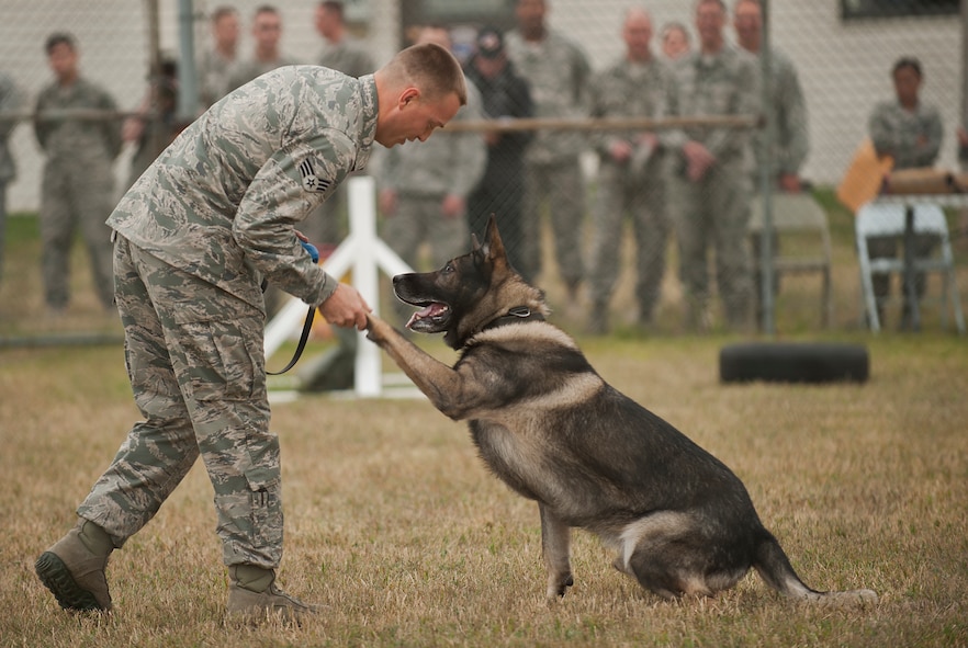 Senior Airman Zachary Fredrick, 5th Security Forces Squadron military working dog handler, congratulates 2-year-old German Shepard Roko on successfully completing an obstacle course during the 2013 North Dakota Peace Officer Association K-9 Police Trials at Minot Air Force Base, N.D., Aug. 14, 2013. The obstacle course included hurdles, tunnels, and tests of endurance for both the K-9 and handler.  (U.S. Air Force photo/Airman 1st Class Lauren Pitts)