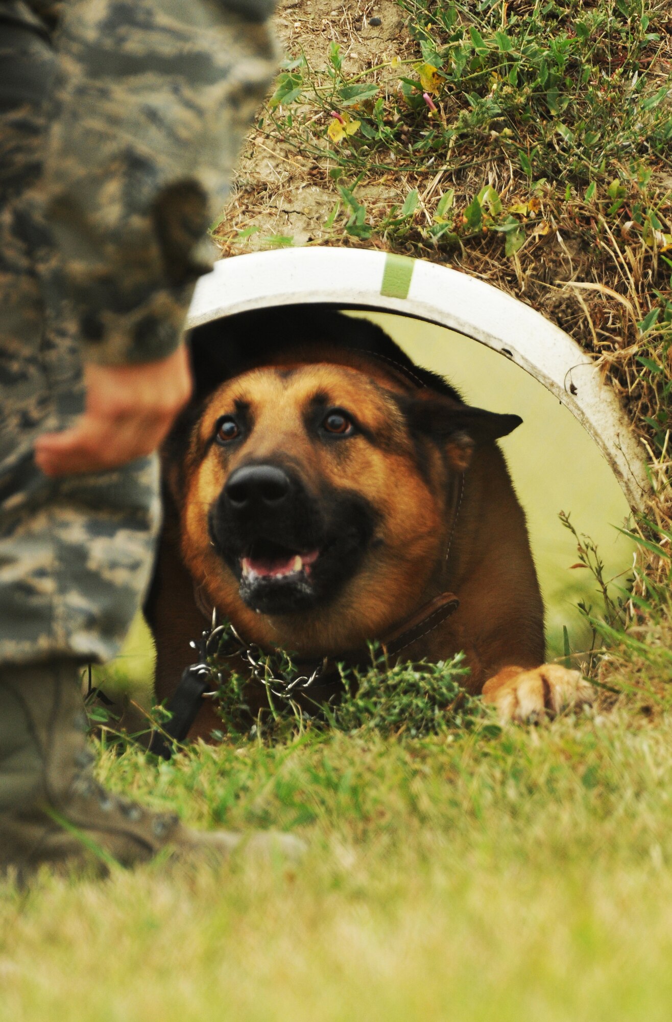 Staff Sgt. Rocky Thompson, 319th Security Forces Squadron military working dog kennel master, tries to coax his counterpart K-9 Aron from a tube during a K-9 handling competition at Minot Air Force Base, N.D., Aug. 14, 2013. Thompson and MWD Aron were part of a nine team competition that included members from the 5th Security Forces squadron K-9 unit, the 319th Security Forces squadron and police officials from North Dakota. (U.S. Air Force photo/Airman 1st Class Andrew Crawford)	
