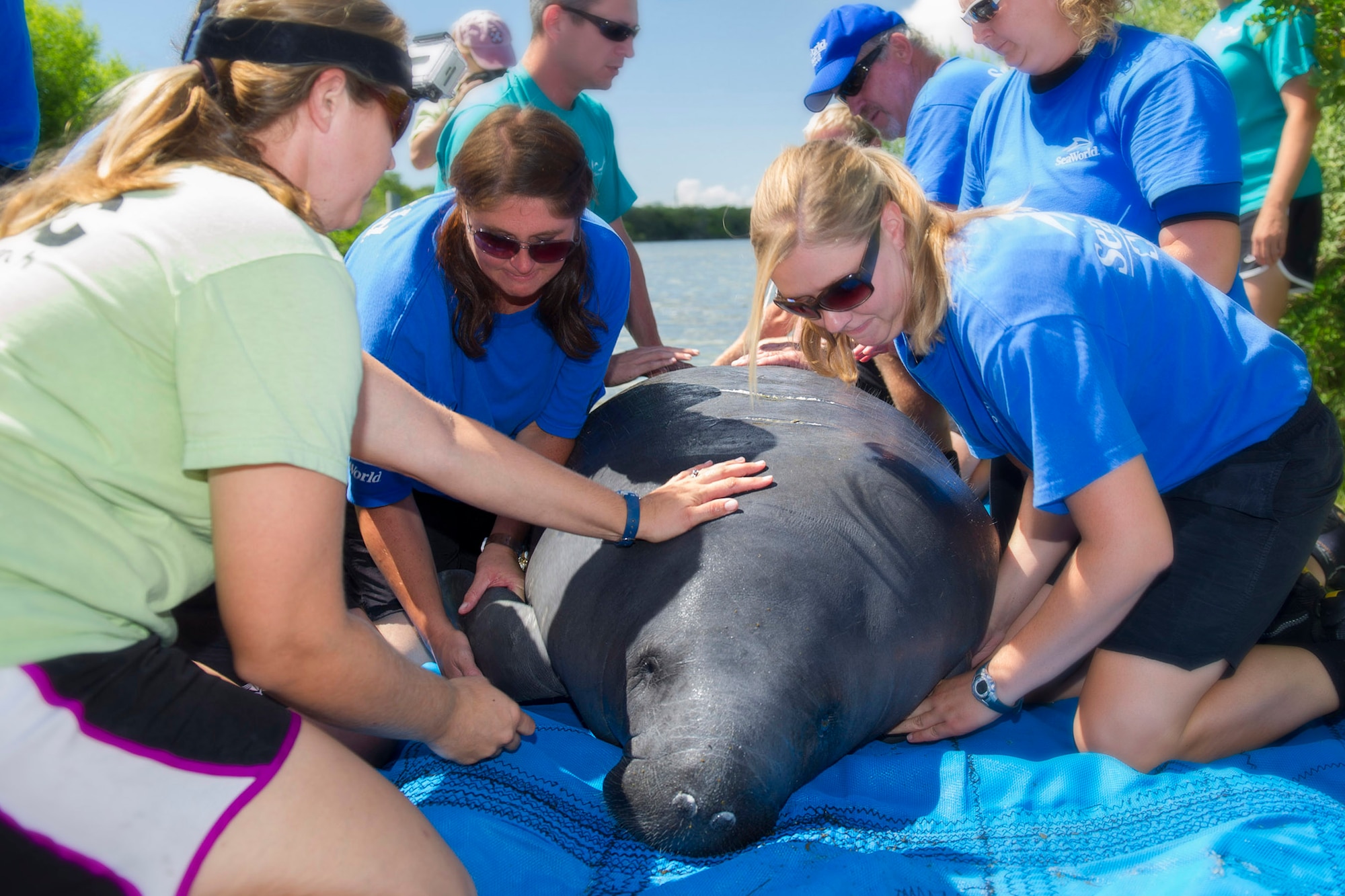 Members of the Florida Fish and Wildlife Conservation Commission, SeaWorld, the Sea-to-Shore Alliance and the 45th Space Wing work together to release the female manatee "Laces" into the Banana River near Cape Canaveral Air Force Station, Fla., Aug. 13. (U.S. Air Force Photo/Matthew Jurgens)
