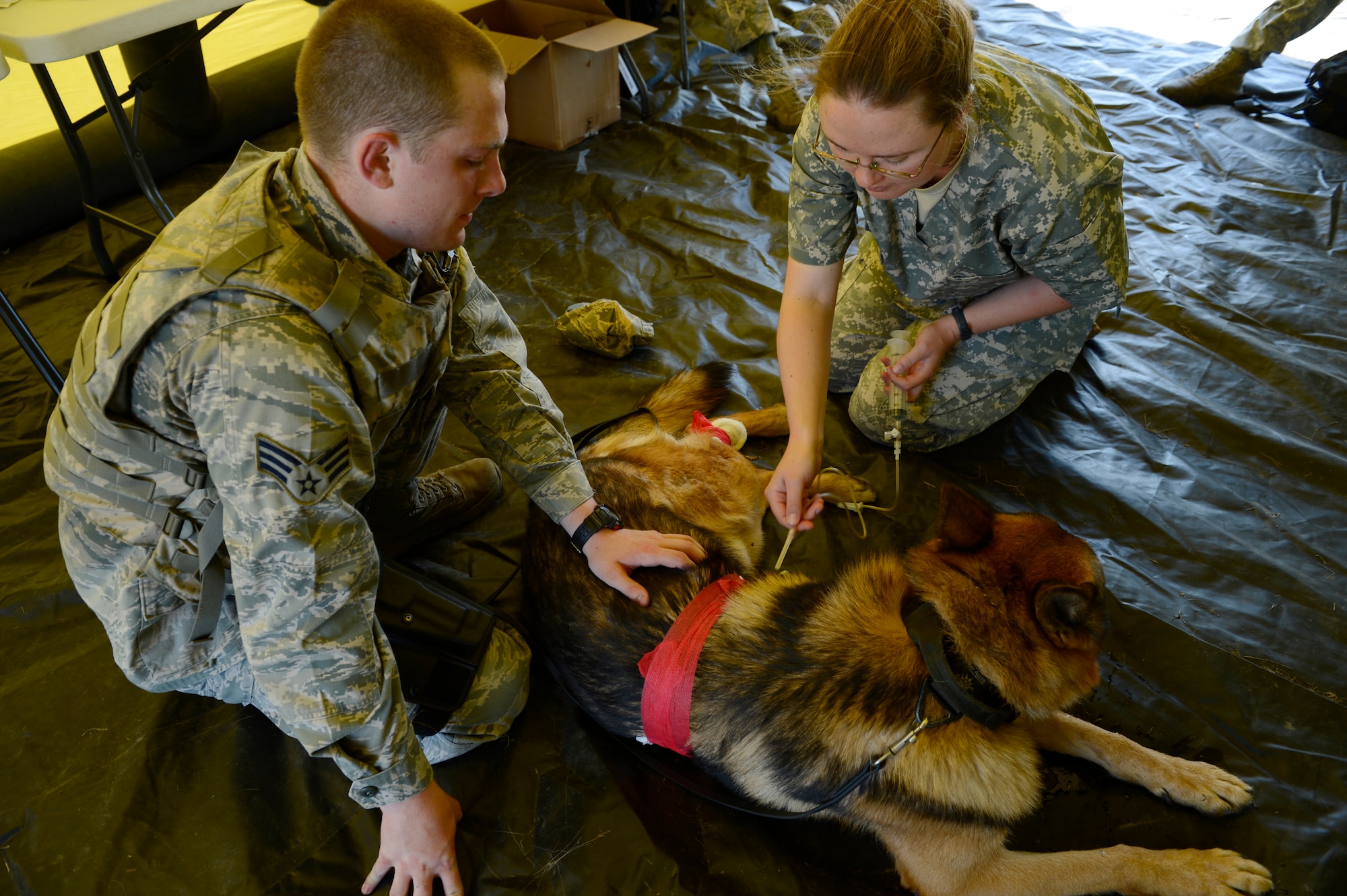 SPANGDAHLEM AIR BASE, Germany -- U.S. Air Force Senior Airman Tyler Beddes (left), 86th Security Forces Squadron military working dog handler from Sugar City, Idaho, and U.S. Army Capt. Alisha Gehling, 52nd Medical Group Veterinary Treatment Facility officer in charge from Portland, Ore., simulate field medical treatment on a wounded military working dog during a K-9 competition between MWD units from Spangdahlem and Ramstein Air Bases Aug. 16, 2013. Field medical skills prepare the handlers for war-time scenarios; these skills are an important first step to apply before they can get their wounded dog to a veterinarian. (U.S. Air Force photo by Staff Sgt. Christopher Ruano)