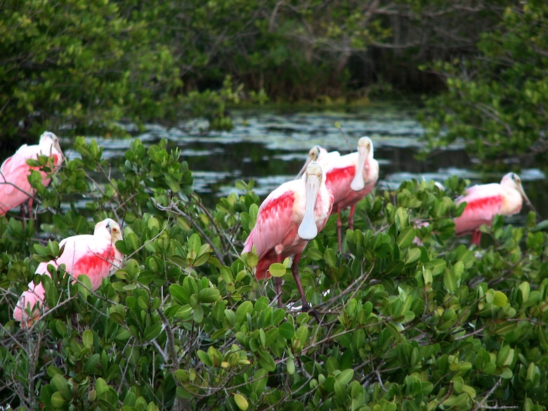 Roseate Spoonbills and the endangered West Indian manatee are among the species that call the Merritt Island National Wildlife Refuge home. If approved to fly the restricted airspace over the refuge, unmanned aircraft systems may provide potential, unobtrusive opportunities for research, environmental and wildlife data collection. 