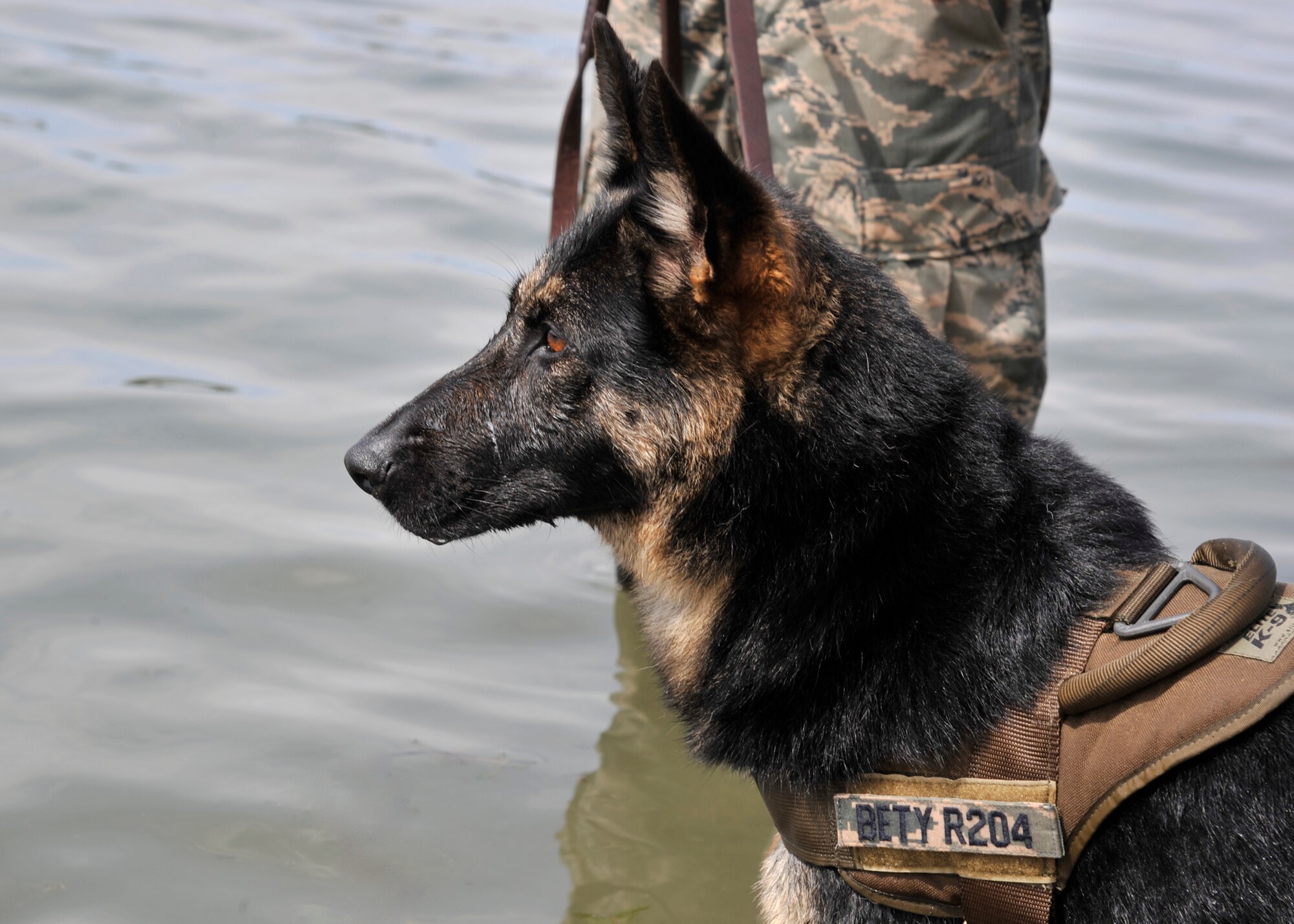Bety, a 92nd Security Forces Squadron military working dog, stands at attention during training at Clear Lake Resort in Cheney, Wash., Aug. 16, 2013. MWDs are trained in water to prepare themselves to work in different environments with confidence. (U.S. Air Force photo by Senior Airman Mary O'Dell/Released)