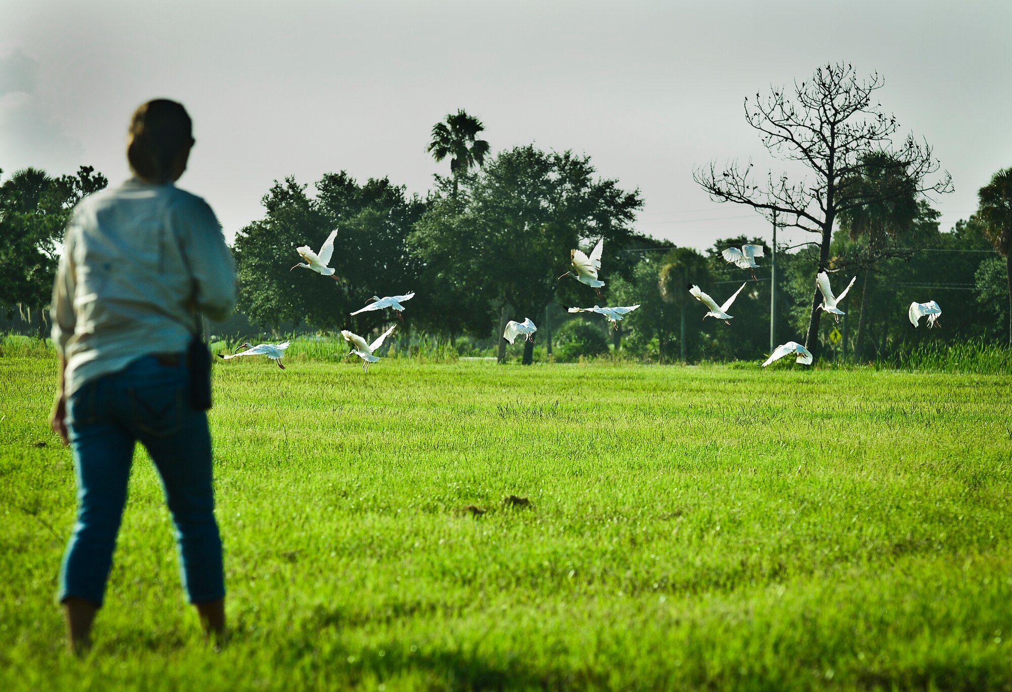Lindsey Garven, ecologist and 6th Air Mobility Wing Bird/Wildlife Aircraft Strike Hazard manager, monitors bird movement around MacDill Air Force Base, Fla., Aug. 5, 2013. Garven tracks migratory bird patterns and employs displacement methods to shift the wildlife away from MacDill’s Flightline. (U.S. Air Force Photo by Staff Sgt. Brandon Shapiro/Released) 