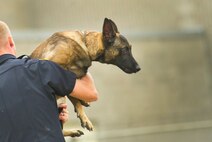 Titus Clouse, Minot Police Department patrolman carries K-9 Piko during the 2013 North Dakota Peace Officer Association K-9 Police Trials at Minot AFB, N.D., Aug. 14, 2013. The competition is held at various locations in North Dakota each year; however, this was the first time the trials were held on a military installation. (U.S. Air Force photo/Senior Airman Brittany Y. Auld)