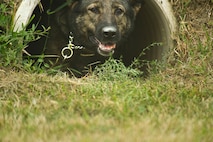5th Security Forces Squadron Military Working Dog Kety goes through a tunnel while competing in 2013 North Dakota Peace Officer Association K-9 Police Trials at Minot AFB, N.D., Aug. 14, 2013. The event showcased 12 K-9 teams from military bases and law enforcement agencies across the state. The teams competed in various field exercises including narcotics and explosives detection, and a dog rescue scenario called the Iron Dog Rescue Course. (U.S. Air Force photo/Senior Airman Brittany Y. Auld)