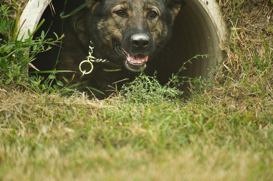 5th Security Forces Squadron Military Working Dog Kety goes through a tunnel while competing in 2013 North Dakota Peace Officer Association K-9 Police Trials at Minot AFB, N.D., Aug. 14, 2013. The event showcased 12 K-9 teams from military bases and law enforcement agencies across the state. The teams competed in various field exercises including narcotics and explosives detection, and a dog rescue scenario called the Iron Dog Rescue Course. (U.S. Air Force photo/Senior Airman Brittany Y. Auld)
