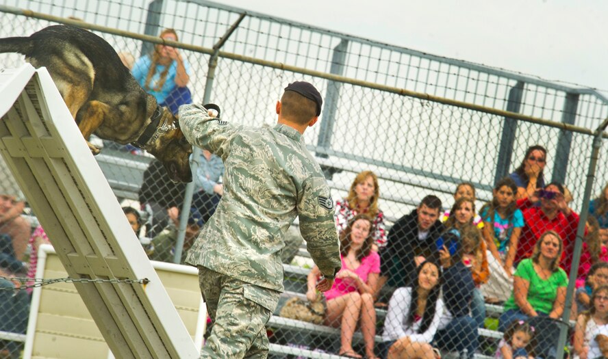 Staff Sgt. Christopher Averill, 5th Security Forces Squadron military working dog handler, leads his 5-year-old German Sheppard Kety over an A-frame obstacle the 2013 North Dakota Peace Officer Association K-9 Police Trials at Minot Air Force Base, N.D., Aug. 14, 2013. The competition is held at various locations in North Dakota each year; however, this was the first time the trials were held on a military installation. (U.S. Air Force photo/Senior Airman Brittany Y. Auld)