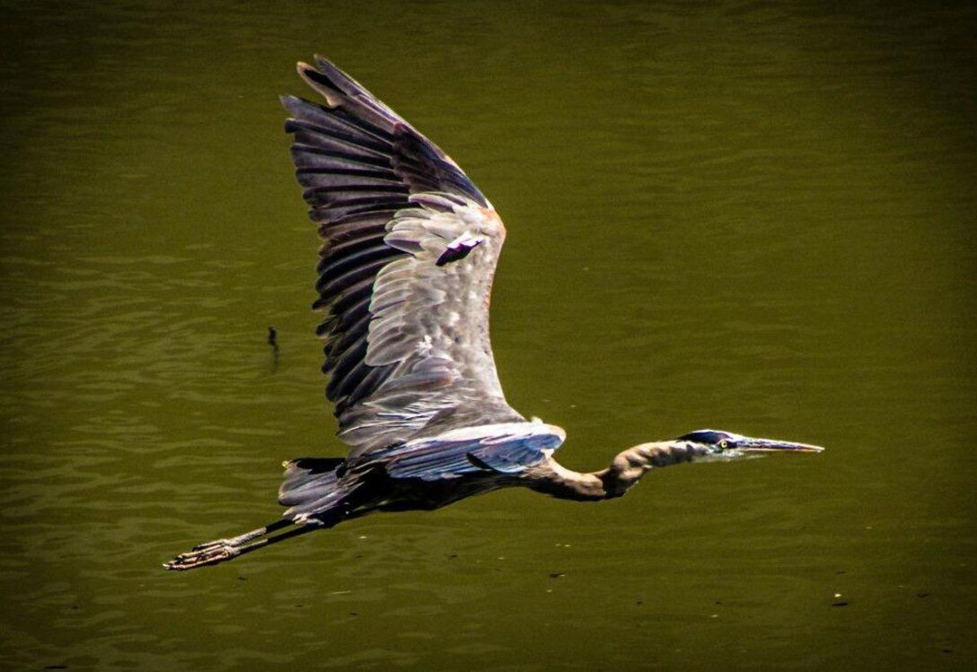 A great blue heron in flight at JT Myers Locks and Dam on the Ohio River.