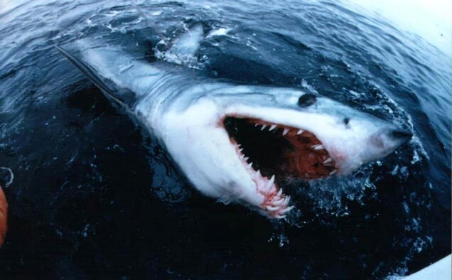 (Courtesy photo/Michael Gray)