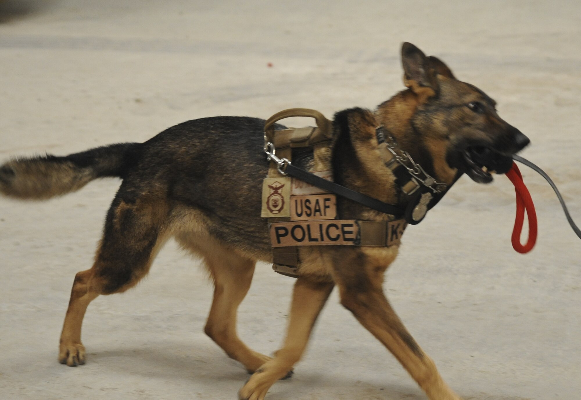 Pita, 380th Expeditionary Security Forces Squadron military working dog, bites onto his reward for finding banned substances during a training exercise in a warehouse at an undisclosed location in Southwest Asia Aug. 8, 2013. The training was designed to test the MWD’s senses for detecting explosives or narcotics in different quantities. Pita is deployed from McConnell Air Force Base, Kansas. (U.S. Air Force photo by Staff Sgt. Jacob Morgan)