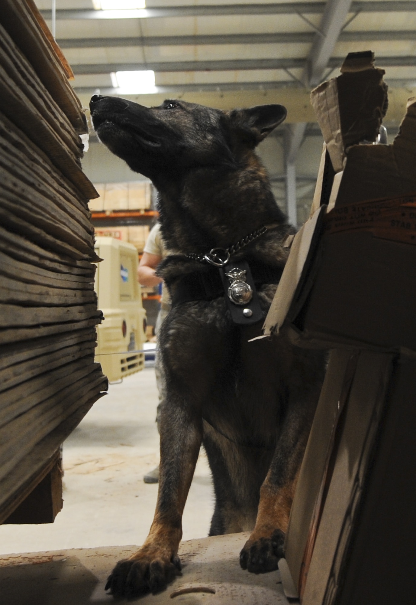 Pike, 380th Expeditionary Security Forces Squadron military working dog, sniffs around for explosive or narcotic substances during training in a warehouse at an undisclosed location in Southwest Asia Aug. 8, 2013. The training was designed to test the MWD’s senses for detecting explosives or narcotics in different quantities. Pike is deployed from Nellis Air Force Base, Nev. (U.S. Air Force photo by Staff Sgt. Jacob Morgan)