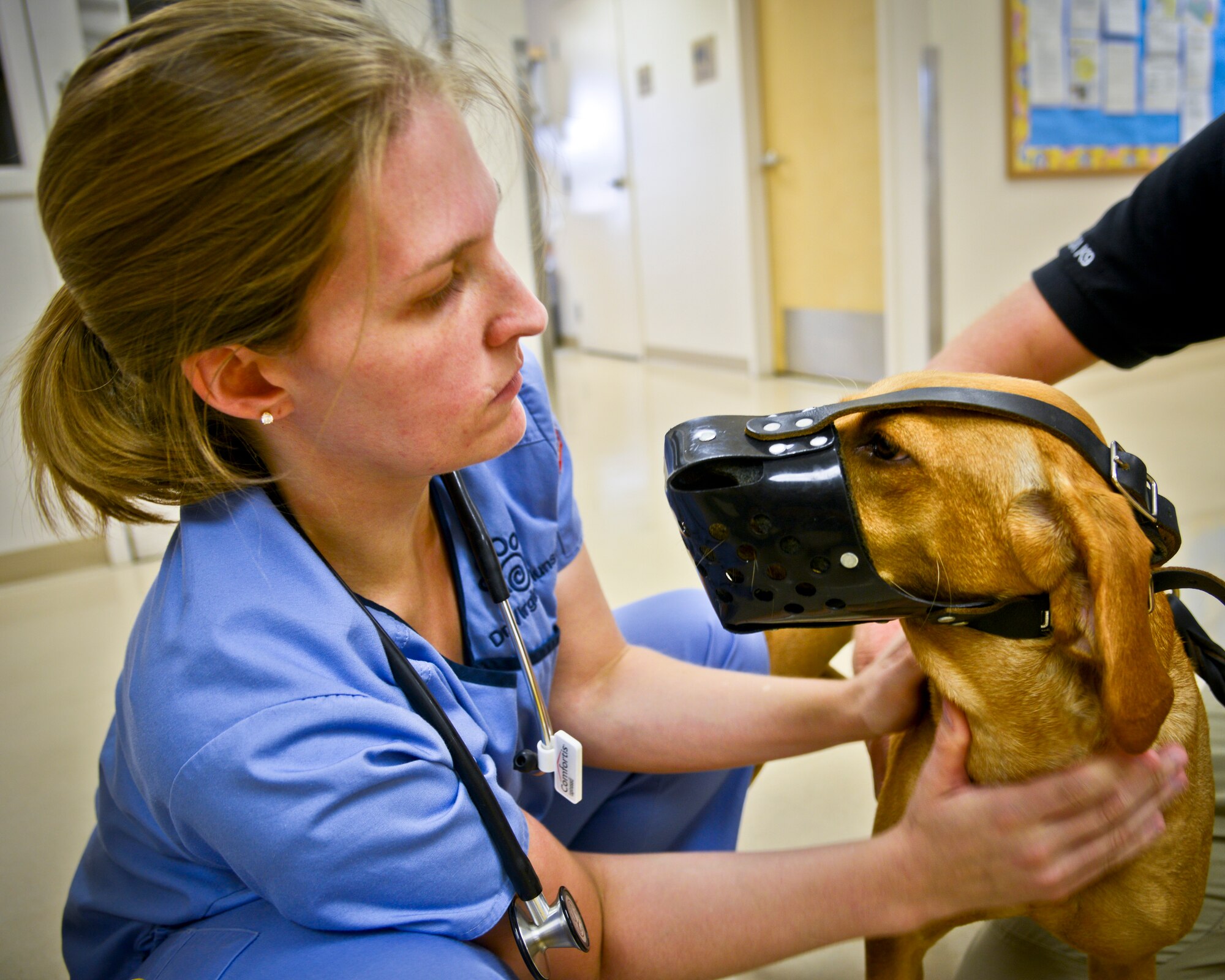Virginia Munson, a volunteer veterinarian with the Veterinary Treatment Facility, feels Llangley’s neck, a Transportation Security Administration (TSA) explosives detection K-9, for any abnormalities during her 6-month check-up at VTF at MacDill Air Force Base, Fla., Aug. 21, 2013. Although Llangley is trained to be tame around people she doesn’t know, she wears a muzzle during most of her check-up to ensure safety for everyone involved. (U.S. Air Force photo by Airman 1st Class Ned T. Johnston/Released)