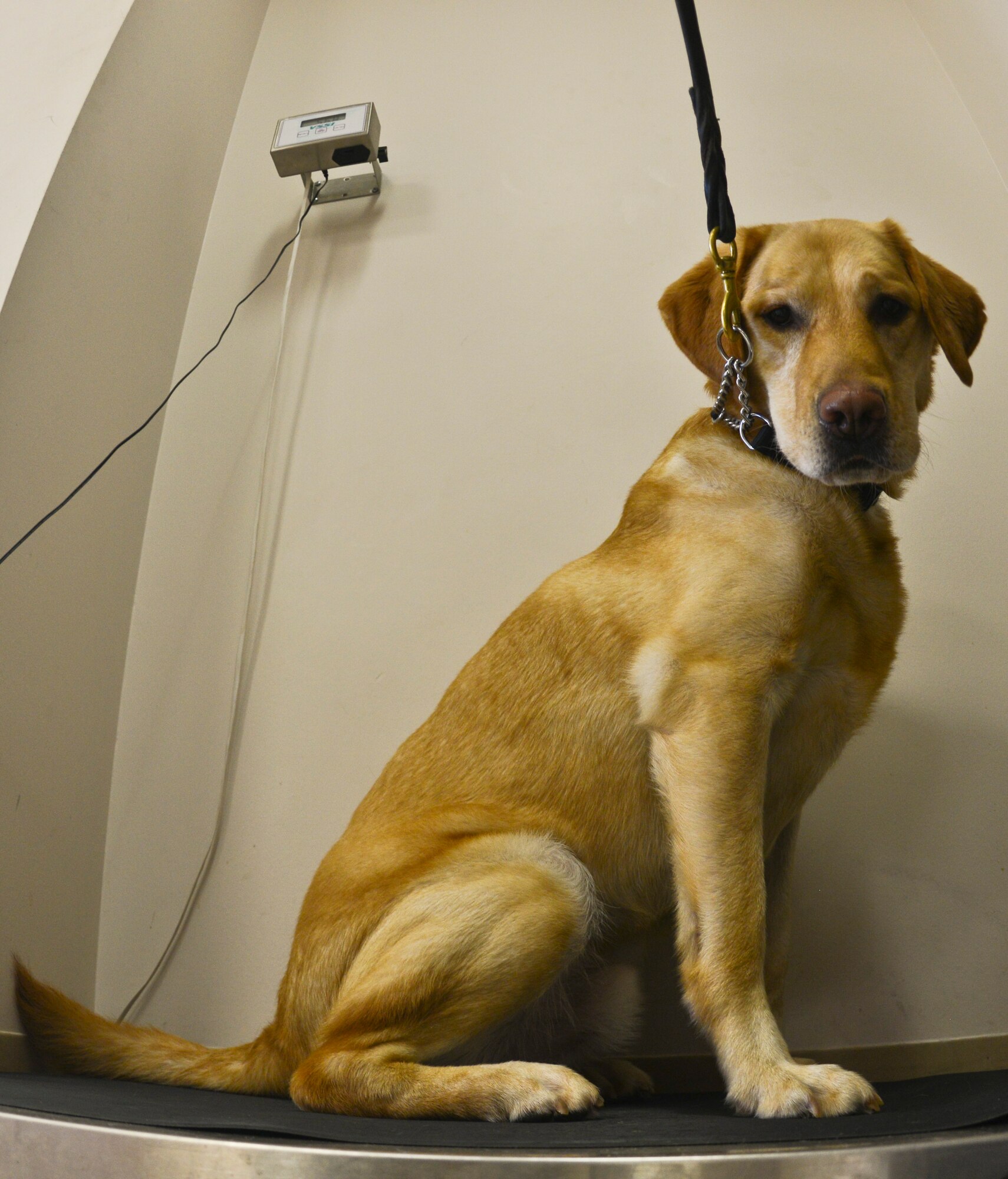 Jimmy, a Transportation Security Administration (TSA) explosives detection K-9, is weighed during his 6-month check-up at the Veterinary Treatment Facility at MacDill Air Force Base, Fla., Aug. 23, 2013. Jimmy along with three other TSA dogs were brought in for their biannual check-ups to ensure their good health. (U.S. Air Force photo by Airman 1st Class Ned T. Johnston/Released)