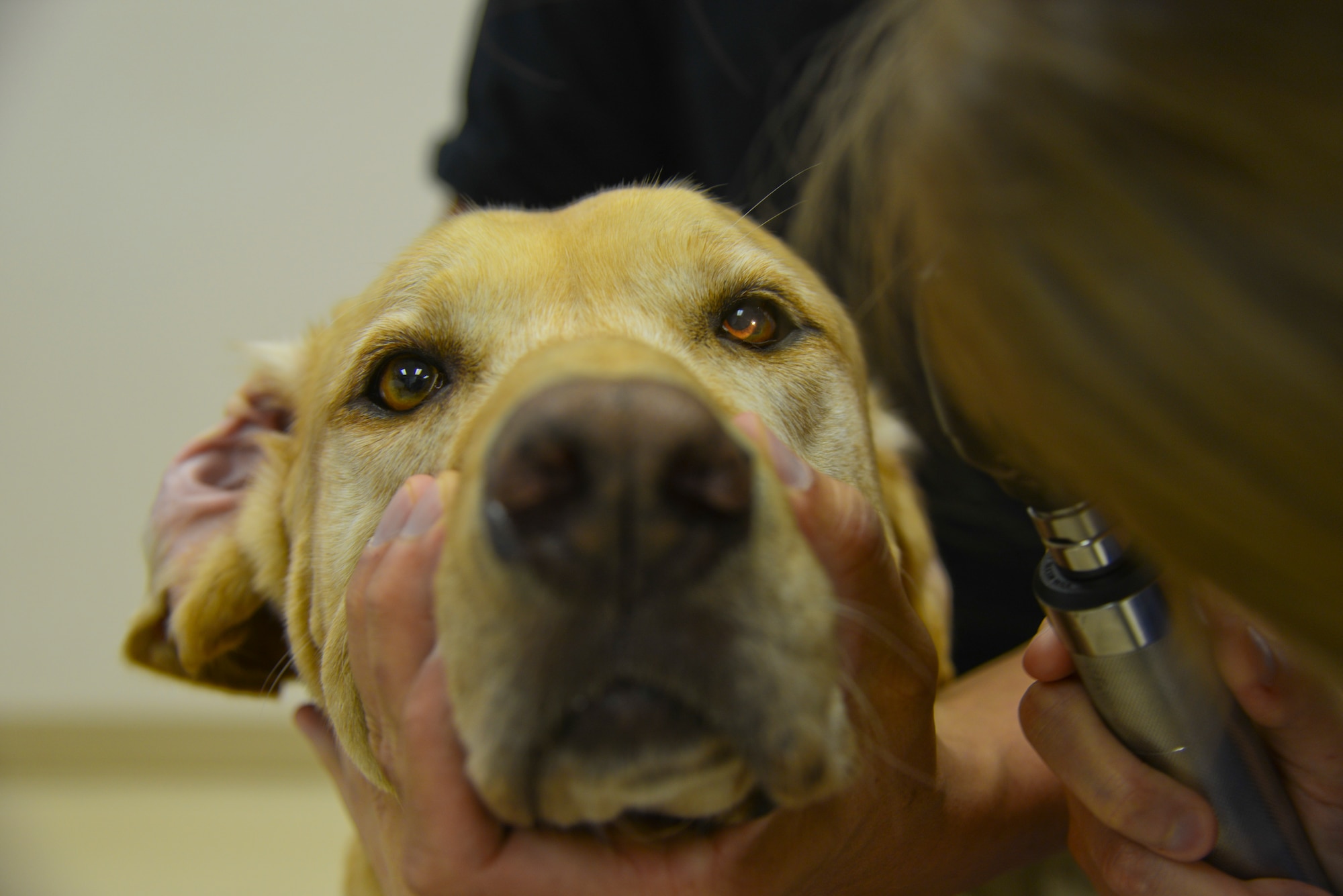 Virginia Munson, a volunteer veterinarian with the Veterinary Treatment Facility, uses a direct ophthalmoscope to examine Jimmy’s eyes, a Transportation Security Administration (TSA) explosives detection K-9, at the VTF at MacDill Air Force Base, Fla., Aug. 21, 2013. Jimmy was trained at Lackland Air Force Base, Texas, to maintain a friendly composure while doing his job around so many different people. (U.S. Air Force photo by Airman 1st Class Ned T. Johnston/Released)