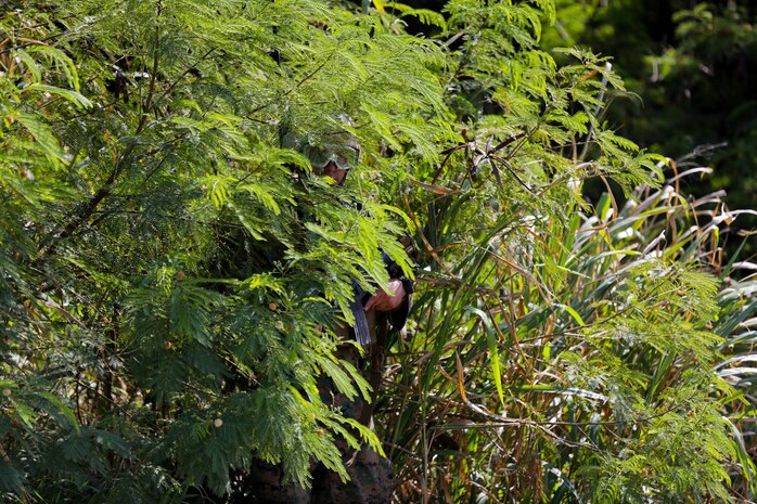 A Marine serving with Alpha Company, 1st Reconnaissance Battalion, takes cover in tall grass during a patrol here, Aug. 20, 2013. The Marines conducted reconnaissance and surveillance patrols in preparation for a raid on a military operations on urban terrain training facility.
