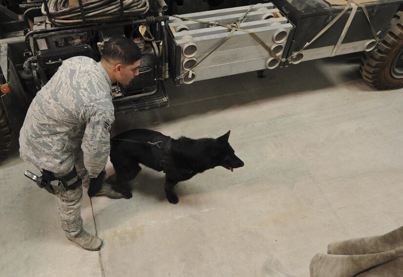 Working dogs, handlers dynamic duo for base defense > U.S. Air Force