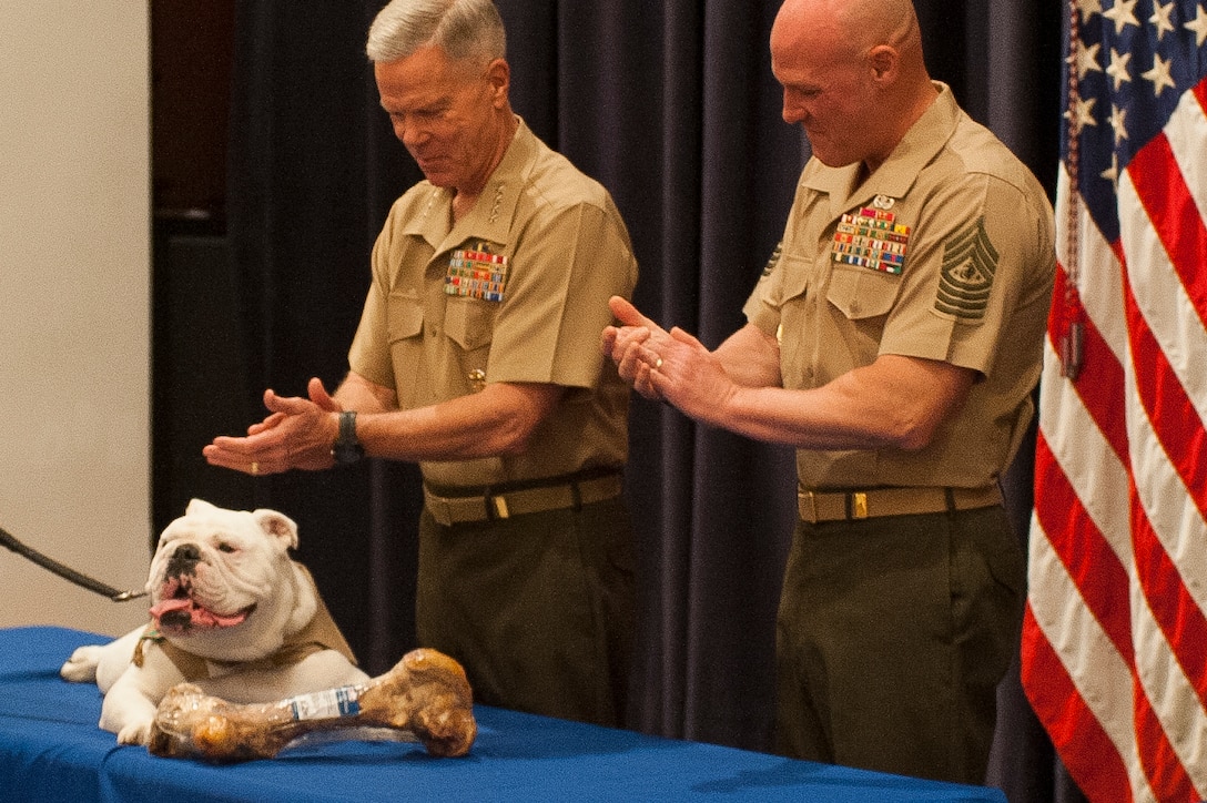 Sgt. Chesty XIII, outgoing U.S. Marine Corps mascot, retires at a ceremony held at Marine Barracks Washington, D.C., Aug. 28. The ceremony was held for the retirement of Sgt. Chesty XIII  and for the newly promoted Lance Cpl. Chesty XIV, incoming mascot, to take his place. (Official Marine Corps photo by Lance Cpl. Dan Hosack/Released)