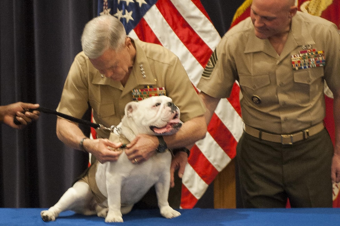 Sgt. Chesty XIII, outgoing U.S. Marine Corps mascot, is presented the Navy and Marine Corps Achievement Medal by Gen. James Amos, commandant of the Marine Corps, in a ceremony held at Marine Barracks Washington, D.C., Aug. 28. The ceremony was also held for the retirement of Sgt. Chesty XIII  and for the newly promoted Lance Cpl. Chesty XIV, incoming mascot, to take his place. (Official Marine Corps photo by Lance Cpl. Dan Hosack/Released)