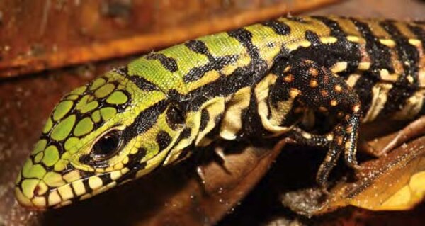 Tegu hatchlings have a green coloration on their head, which usually fades within a few months. On average, a mature female tegu will lay around 35 eggs a year. In Florida, tegus hatch in the early summer.  