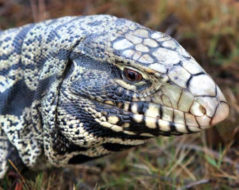 Tegus are most active during the daytime and eat fruits, vegetables, eggs, insects, cat or dog food, and small animals such as rodents or lizards, according to the FWC. 