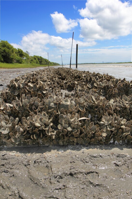 In 2012, the Charleston District installed "oyster castles" in the Atlantic Intracoastal Waterway to promote oyster growth and protect against erosion. One year later, the project has been very successful. Read the whole story <a href="http://www.sac.usace.army.mil/Media/NewsStories/tabid/5721/Article/17504/a-look-at-the-royal-home-one-year-later.aspx">here.</a>  (Photo by Sara Corbett)