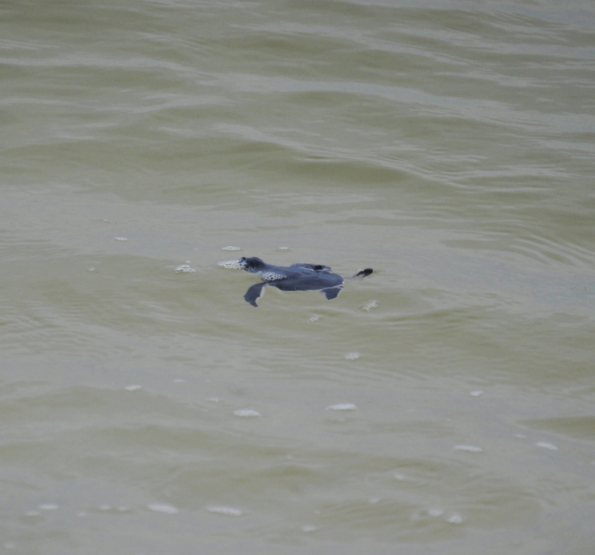 A newly-hatched green sea turtle swims for the first time toward open water Aug. 23 on Tyndall’s beaches. The 325th Civil Engineering Squadron Natural Resources monitors and protects the sea turtles that come to Tyndall’s beaches to nest. They also compile data for Florida’s monitoring system on these nests including: where the nests are located, what species of turtles laid the nest and how many successfully hatched out of the nest. (U.S. Air Force photo by Airman 1st Class Alex Echols)