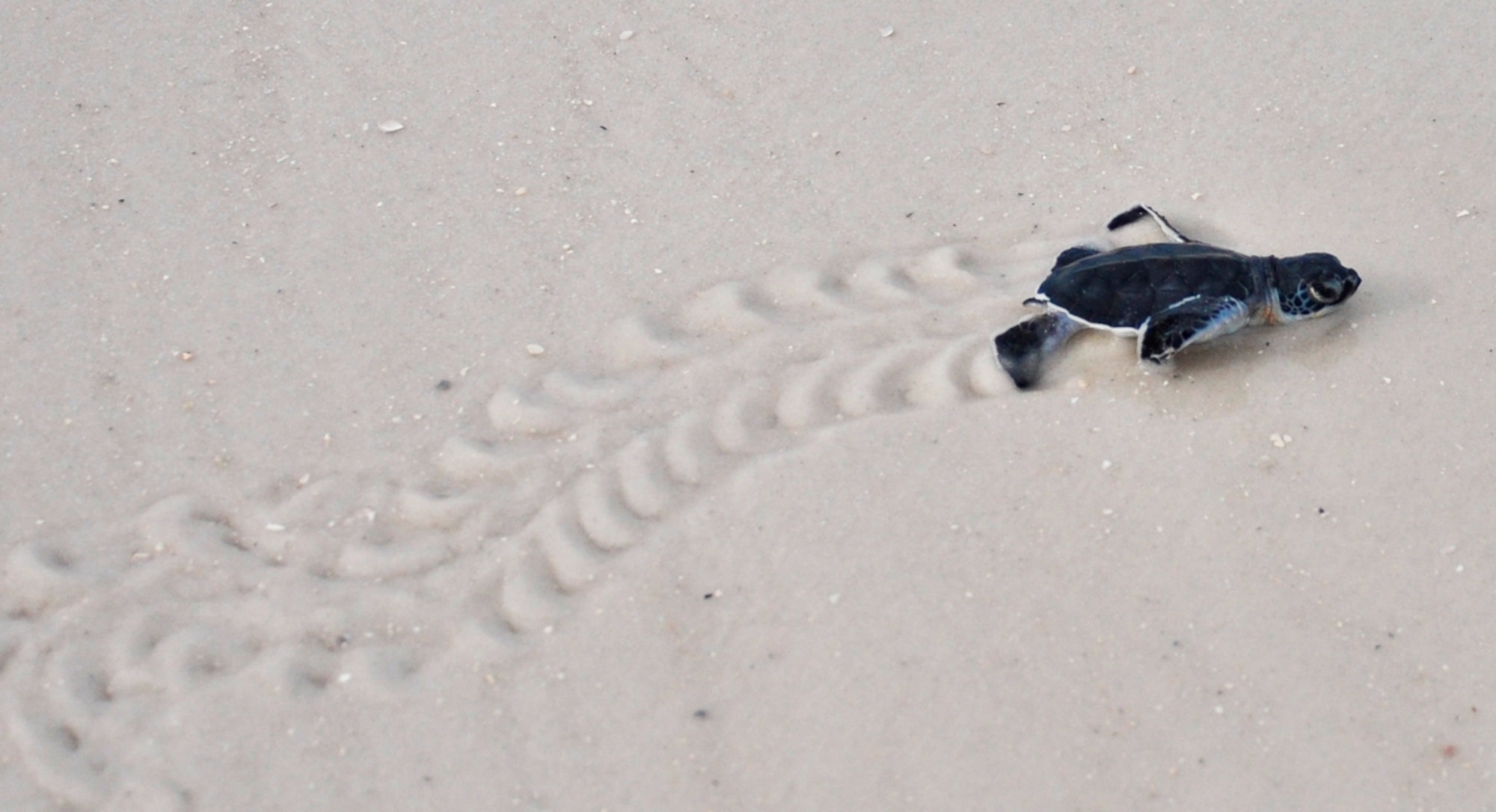 A newly-hatched green sea turtle crawls to the water after being released by 325th Civil Engineering Squadron Natural Resources surveyors Aug. 23 on Tyndall’s beaches. Natural Resources monitors and protects the sea turtles that come to Tyndall’s beaches to nest. They also compile data for Florida’s monitoring system on these nests including: where the nests are located, what species of turtles laid the nest and how many successfully hatched out of the nest. (U.S. Air Force photo by Airman 1st Class Alex Echols)