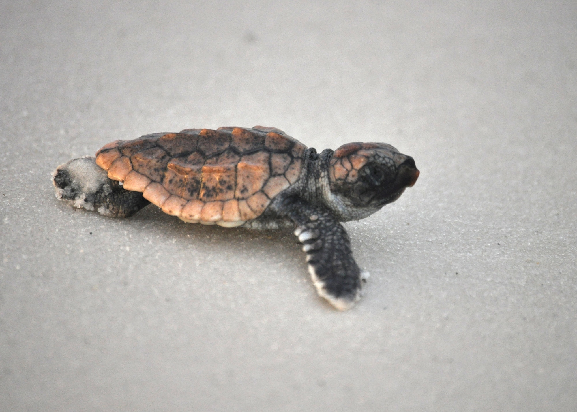 A newly-hatched loggerhead sea turtle crawls to the water after being released by 325th Civil Engineering Squadron Natural Resources surveyors Aug. 23 on Tyndall’s beaches. Natural Resources monitors and protects the sea turtles that come to Tyndall’s beaches to nest. They also compile data for Florida’s monitoring system on these nests including: where the nests are located, what species of turtles laid the nest and how many successfully hatched out of the nest. (U.S. Air Force photo by Airman 1st Class Alex Echols)