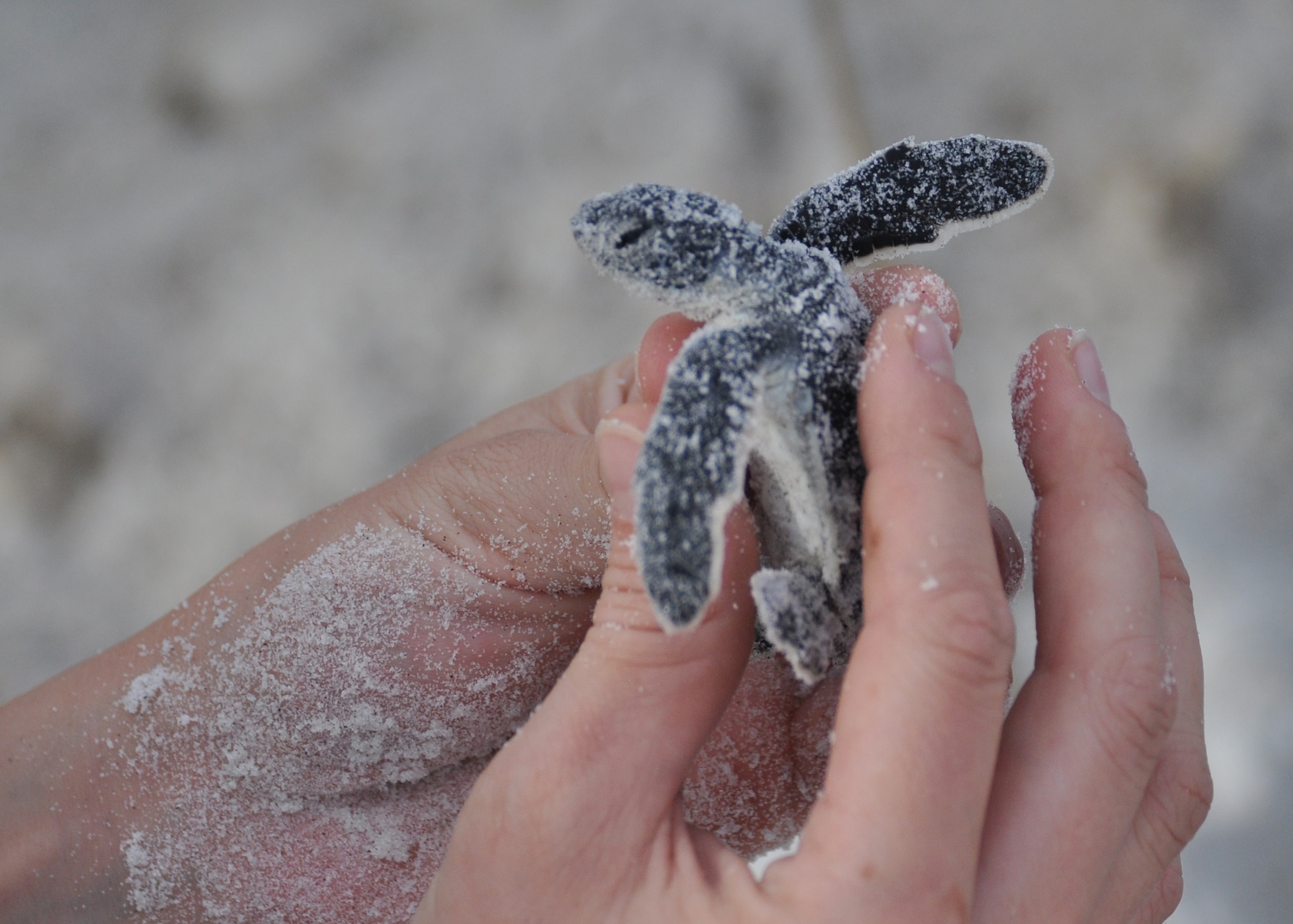 Ms. Shannon Secco, 325th Civil Engineering Squadron Natural Resources lead biological aide, holds a recently-hatched green sea turtle Aug. 23 on Tyndall’s beaches. Natural Resources monitors and protects the sea turtles that come to Tyndall’s beaches to nest. They also compile data for Florida’s monitoring system on these nests including: where the nests are located, what species of turtles laid the nest and how many successfully hatched out of the nest. (U.S. Air Force photo by Airman 1st Class Alex Echols)