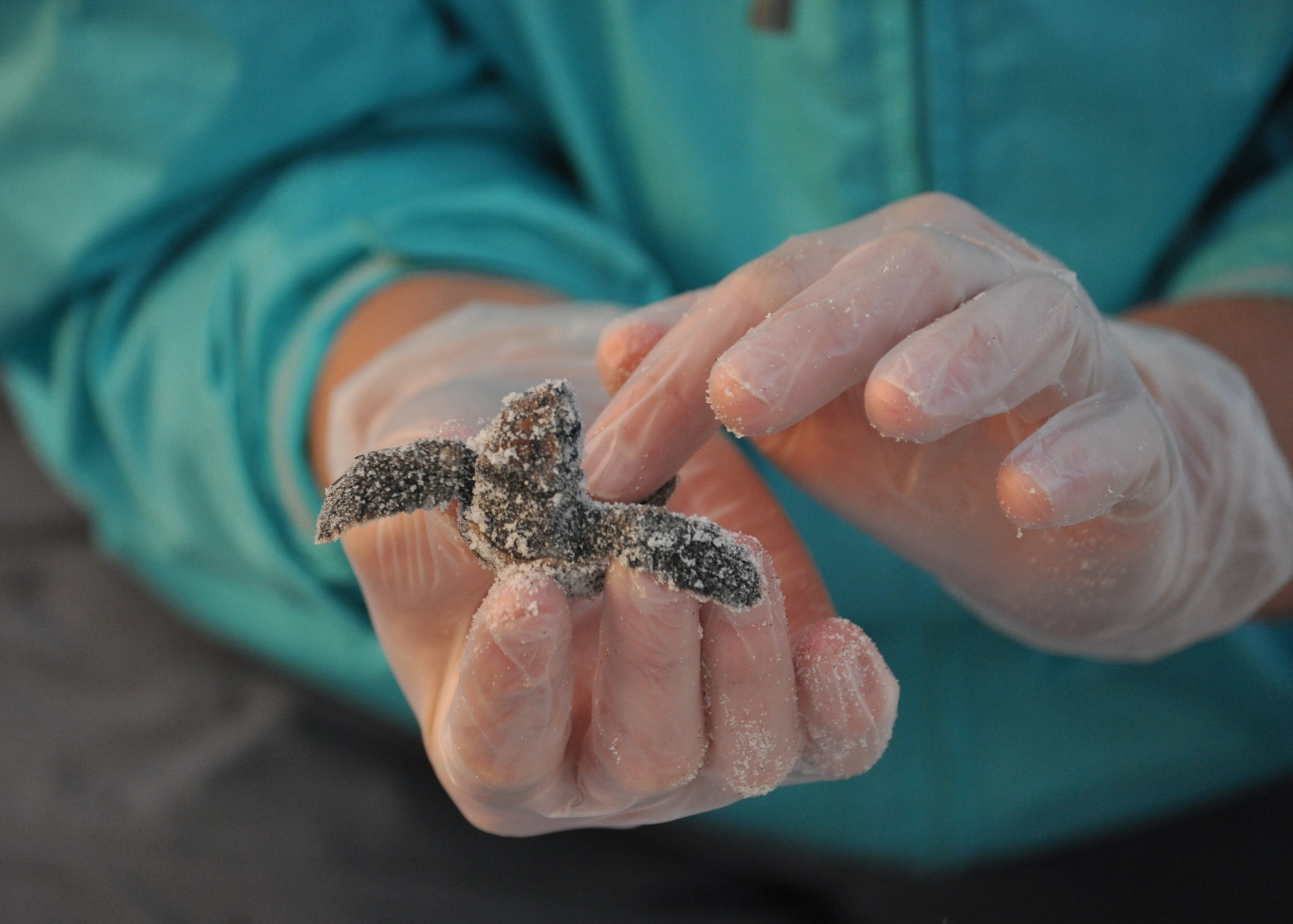 Ms. Shannon Secco, 325th Civil Engineering Squadron Natural Resources lead biological aide, holds recently-hatched loggerhead sea turtle Aug. 23 on Tyndall’s beaches. Natural Resources monitors and protects the sea turtles that come to Tyndall’s beaches to nest. They also compile data for Florida’s monitoring system on these nests including: where the nests are located, what species of turtles laid the nest and how many successfully hatched out of the nest. (U.S. Air Force photo by Airman 1st Class Alex Echols)