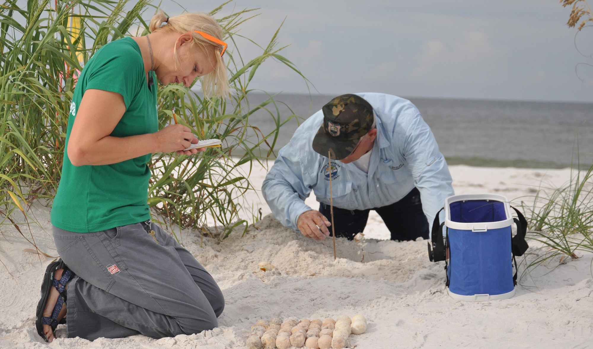 Shannon Secco counts the contents of a sea turtle nest while John Jennings excavates the rest of the nest Aug. 23, 2013 at Tyndall Air Force Base. Natural Resources specialists compile data for Florida’s monitoring system on these nests including where the nests are located, what species of turtles laid the nest and how many successfully hatched out of the nest. This information helps to preserve and increase the sea turtle population. Secco is a  lead biological aide and Jennings is a wildlife technician with the 325th Civil Engineering Squadron Natural Resources department.