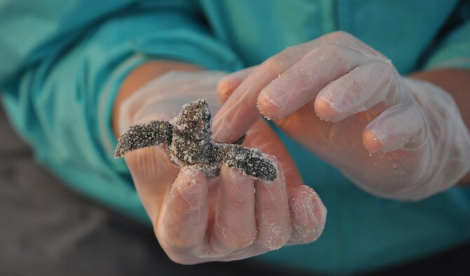 Shannon Secco holds recently-hatched loggerhead sea turtle Aug. 23, 2013, on a beach at Tyndall Air Force Base, Fla. Natural Resources monitors and protects the sea turtles that come to Tyndall’s beaches to nest. They also compile data for Florida’s monitoring system on these nests including: where the nests are located, what species of turtles laid the nest and how many successfully hatched out of the nest. Secco is a  lead biological aide with the 325th Civil Engineering Squadron.