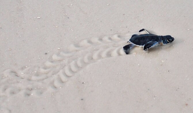 A newly-hatched green sea turtle crawls to the water after being released by 325th Civil Engineering Squadron Natural Resources surveyors Aug. 23, 2013, on Tyndall Air Force Base’s beaches. Natural Resources monitors and protects the sea turtles that come to Tyndall AFB’s beaches to nest. They also compile data for Florida’s monitoring system on these nests including: where the nests are located, what species of turtles laid the nest and how many successfully hatched out of the nest.
