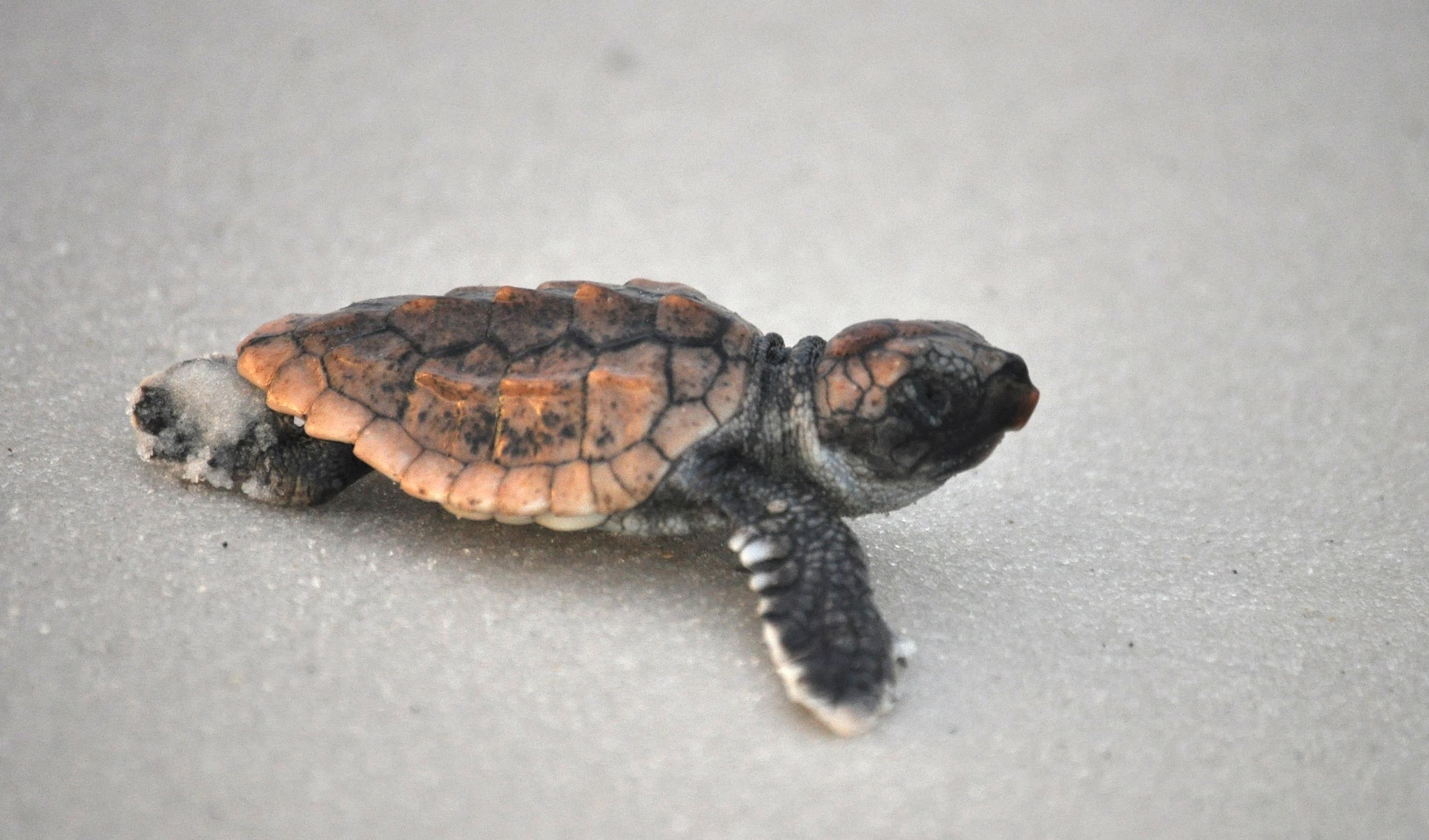 A newly-hatched loggerhead sea turtle crawls to the water after being released by 325th Civil Engineering Squadron Natural Resources surveyors Aug. 23, 2013 at Tyndall Air Force Base, Fla.. Natural Resources monitors and protects the sea turtles that come to Tyndall AFB’s beaches to nest. They also compile data for Florida’s monitoring system on these nests including: where the nests are located, what species of turtles laid the nest and how many successfully hatched out of the nest. 