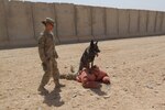 Staff Sgt. Matthew Nicholson is pinned down by Crash, Tech Sgt. Jessie Johnson's loyal companion, during an exercise at Forward Operating Base Pasab, Afghanistan, June 20, 2013. The dog is trained to keep a detainee in place until further instructed to release his hold.