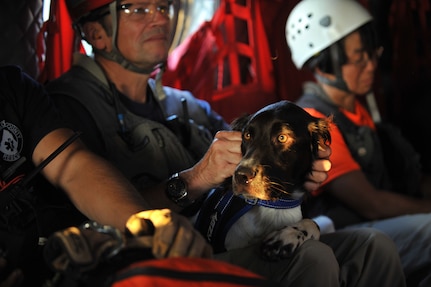 El Paso County Search and Rescue K-9 Tucker watches as the Colorado National Guard CH-47 Chinook he is in takes off for an exercise search and rescue mission at the U.S. Air Force Academy during a Vigilant Guard exercise scenario, July 22, 2013.