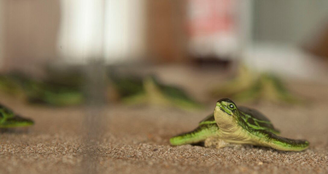 Displays at the Expedition: Onslow Beach’s Wildlife presentation show baby turtle figures hatching and making their way to sea aboard Marine Corps Base Camp Lejeune, Aug. 14. Expedition: Onslow Beach’s Wildlife is a monthly summer beach program that highlights different educational aspects of life aboard Camp Lejeune.
Find us on Google + (http://gplus.to/camp.lejeune)
Follow us on Twitter (http://twitter.com/camp_lejeune)
Like us on Facebook (http://www.facebook.com/camp.lejeune)
