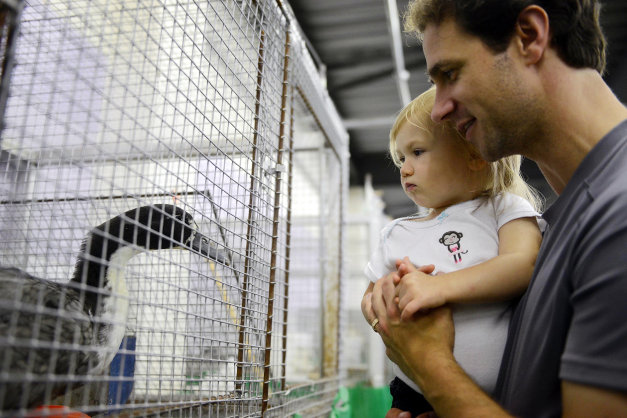 JOINT BASE ELMENDORF-RICHARDSON, Alaska -- Leroy Branch and his daughter Julia Branch visit the farm animal exhibit at the Alaska State Fair Aug. 24. The fair spans over a 12-day period from Aug 22- Sept. 2. Aug. 24 was considered kids day which allowed children to attend the fair for free. (U.S. Air Force photo/Airman Ty-Rico Lea)