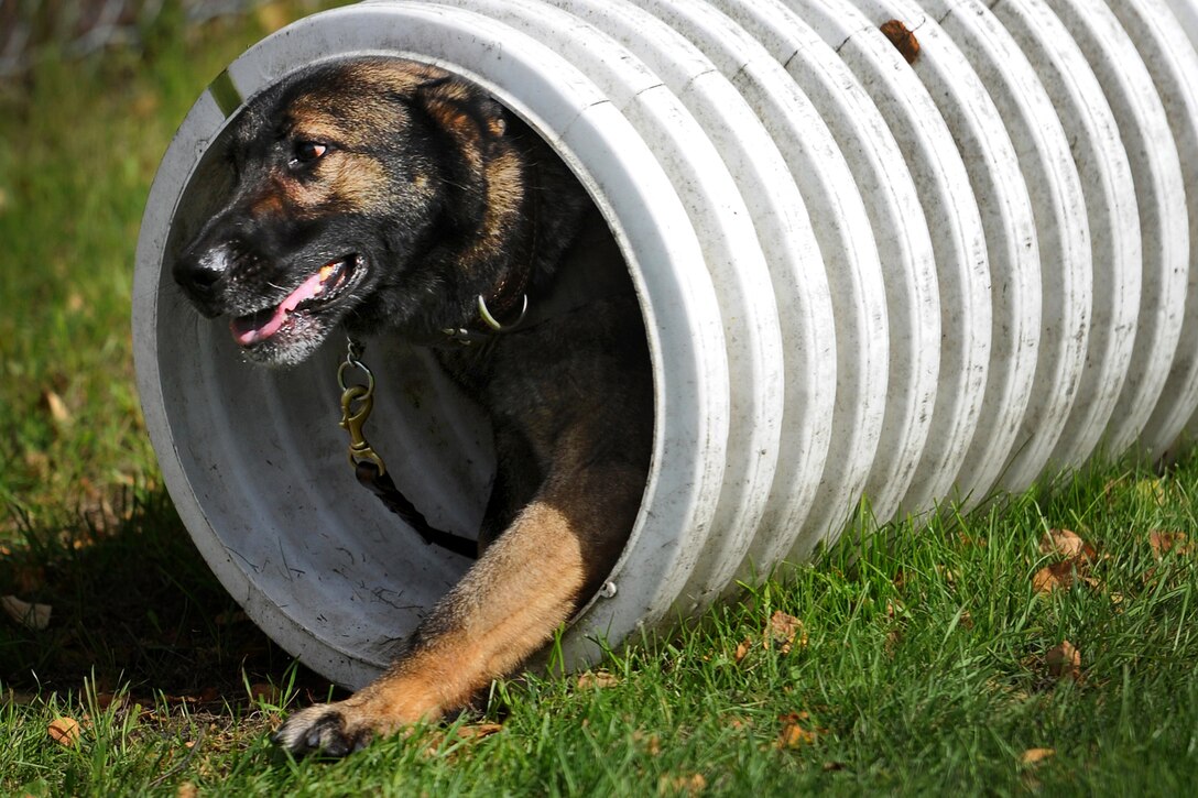 Ajax, a German shepherd military working dog, runs through a tube during a training session on Joint Base Elmendorf-Richardson, Alaska, Aug. 26, 2013. Ajax is assigned to the 673d Air Base Wing Security Forces Squadron.