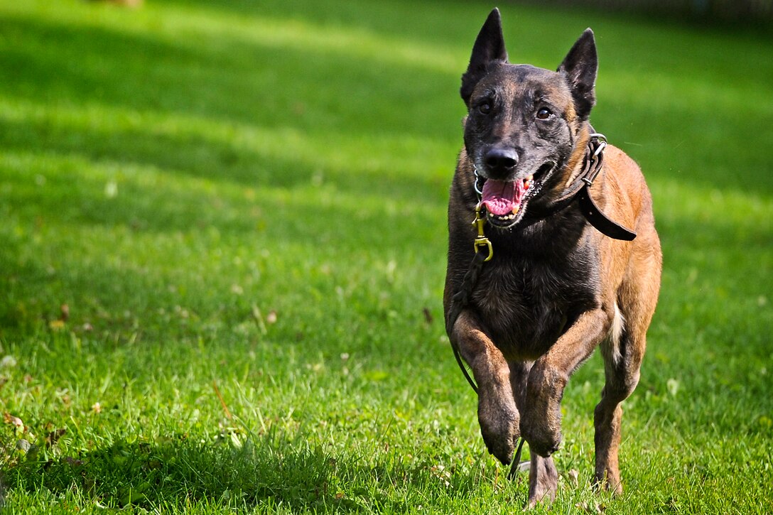 Kimba, a Belgian Malinois military working dog, runs toward an aggressor during a training session on Joint Base Elmendorf-Richardson, Alaska, Aug. 26, 2013. Kimba is assigned to the 673d Air Base Wing Security Forces Squadron.