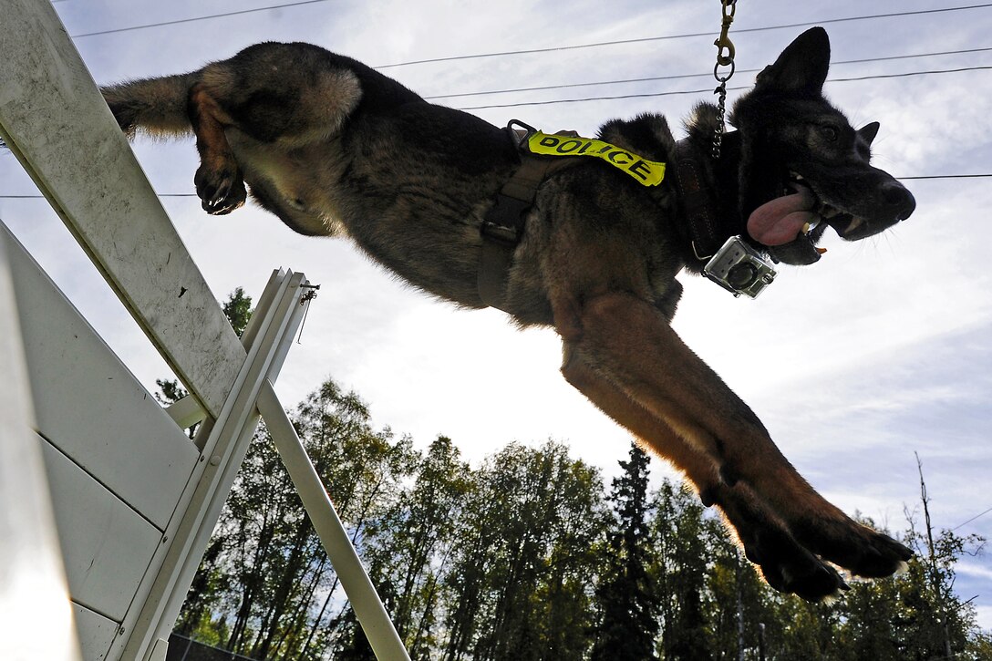 Ajax, a German shepherd military working dog, leaps over a hurdle during a training session on Joint Base Elmendorf-Richardson, Alaska, Aug. 26, 2013. Ajax is assigned to the 673d Air Base Wing Security Forces Squadron.