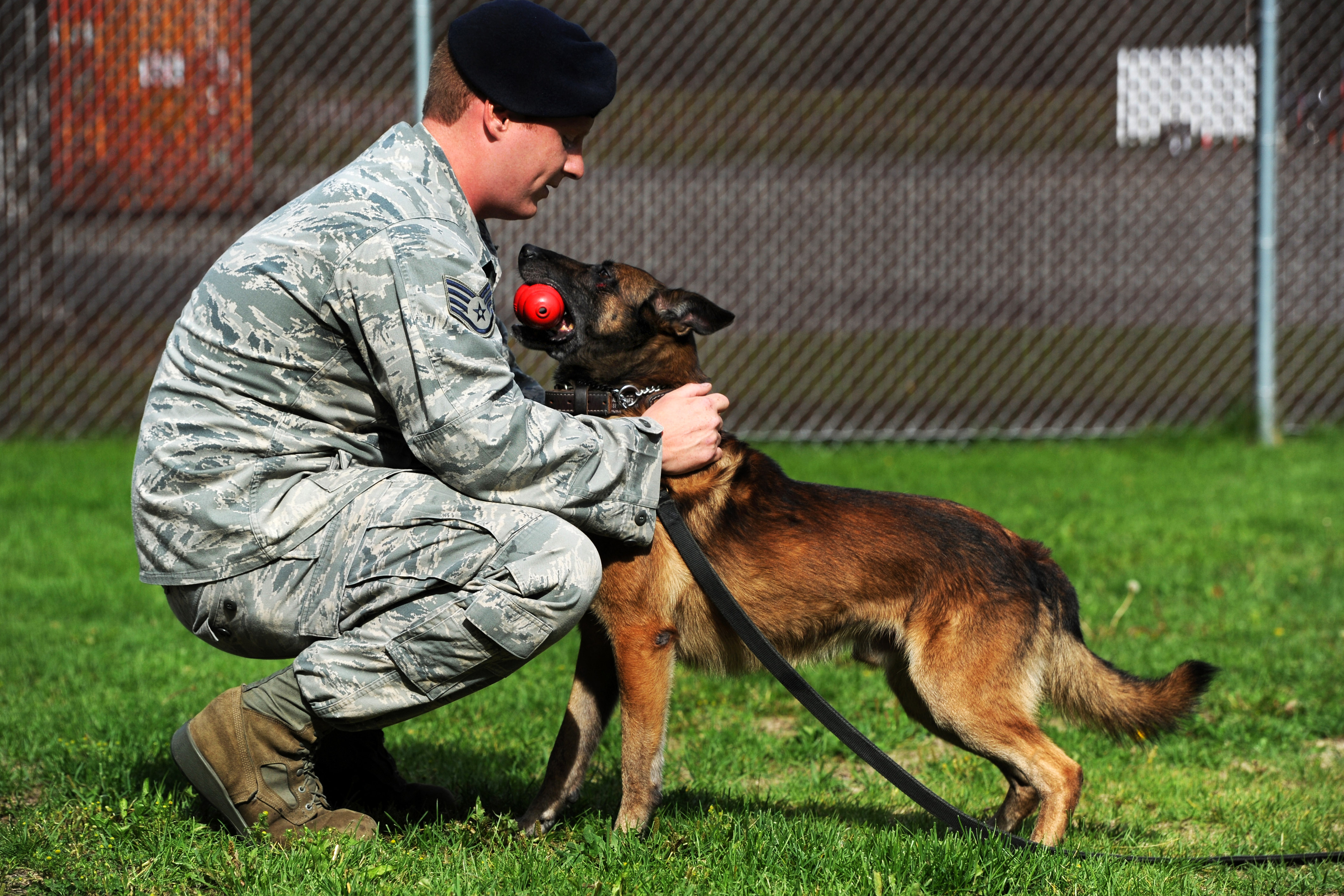 Belgian shop malinois playing