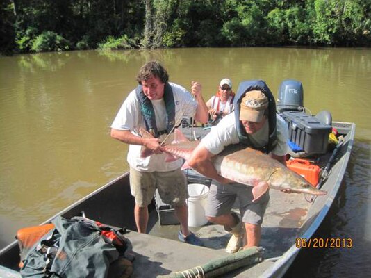 EL’s Steven George (left front), field zoologist, and Bradley Lewis (right front), research technician, carry an adult Gulf sturgeon from the boat driven by Dr. Todd Slack to a live well for processing. 