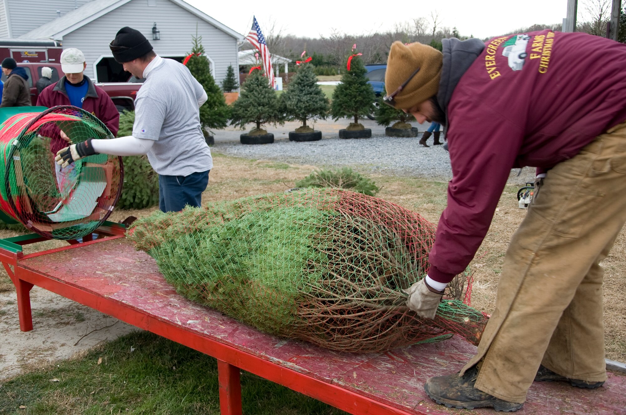 Evergreen Farms employees prepare trees Nov. 30, 2013, at Evergreen Farms in Dover, Del. The farm was able to give 16 trees to military families in need. (U.S. Air Force photo/Senior Airman Jared Duhon)