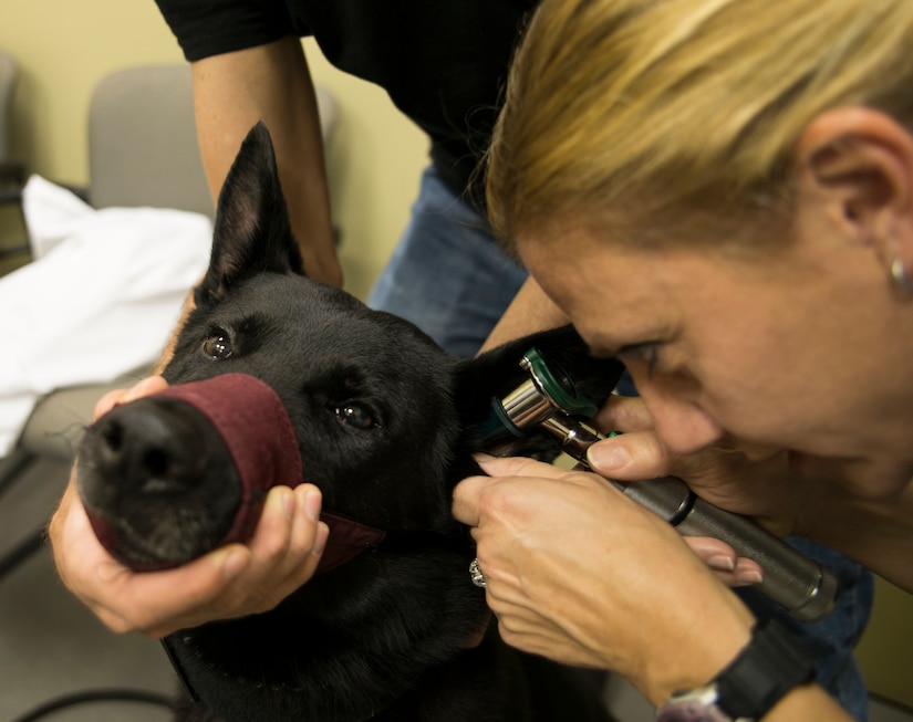 Moria Roberts, Doctor of Veterinary Medicine, conducts a routine exam Nov. 22, 2013, on Shark, a Military Working Dog, at the Veterinary Treatment Facility on Joint Charleston - Air Base, S.C. The facility provides animal care to active-duty military, their dependents and retirees. (U.S. Air Force photo/Senior Airman Ashlee Galloway)