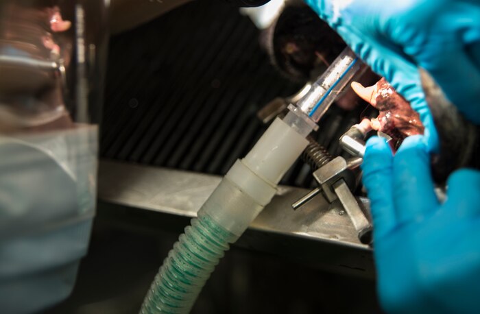 Army Specialist Stephanie Taylor, animal health technician, performs a routine dental cleaning on a dog Nov. 22, 2013, at the Veterinary Treatment Facility on Joint Charleston - Air Base, S.C. The facility provides animal care to active- duty military, their dependents and retirees. (U.S. Air Force photo/Senior Airman Ashlee Galloway)