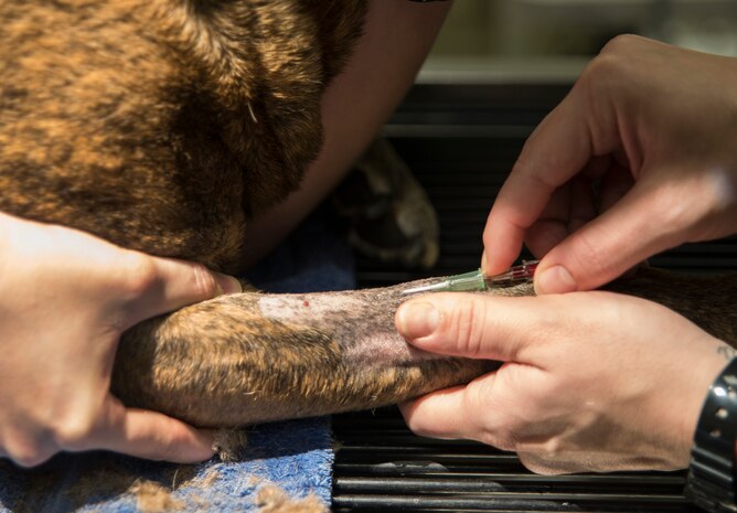 Army Specialist Valeria Green, animal health technician, inserts an IV into a dog to prepare her for minor surgery Nov. 22, 2013, at the Veterinary Treatment Facility on Joint Charleston - Air Base, S.C. The facility provides animal care to active-duty military, their dependents and retirees. (U.S. Air Force photo/Senior Airman Ashlee Galloway)