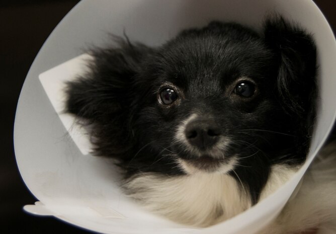 The Joint Base Charleston Veterinary Treatment Facility located on JB Charleston - Air Base, S.C., provides animal care to active-duty military, their dependents and retirees. (U.S. Air Force photo/Senior Airman Ashlee Galloway)
