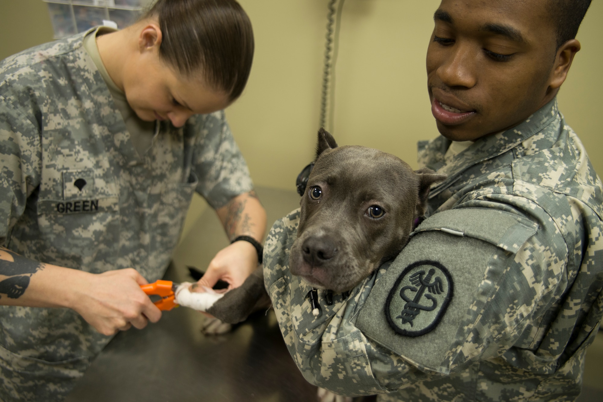 Army Specialist Valeria Green, animal health technician, does a routine exam on Lahylah, pet of Private First Class Kenyanis Jones, food inspector specialist  Nov. 22, 2013, at the Veterinary Treatment Facility on Joint Charleston - Air Base, S.C. The facility provides animal care to active-duty military, their dependents and retirees. (U.S. Air Force photo/Senior Airman Ashlee Galloway)